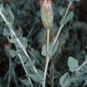 Brickellia, Santa Barbara Botanic Garden