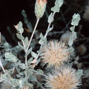 Brickellia, Santa Barbara Botanic Garden