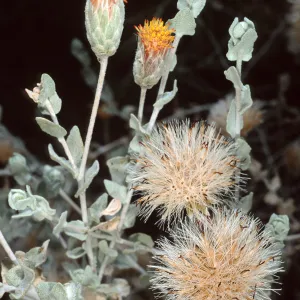 Brickellia, Santa Barbara Botanic Garden