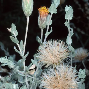 Brickellia, Santa Barbara Botanic Garden