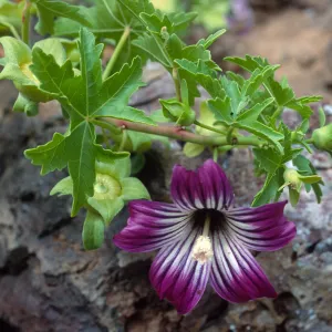 Lavatera venosa, North side, West San Benito Island