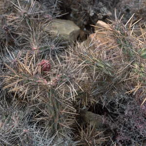 Opuntia cedrosensis, West San Benito Island