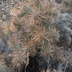 Opuntia cedrosensis, West San Benito Island