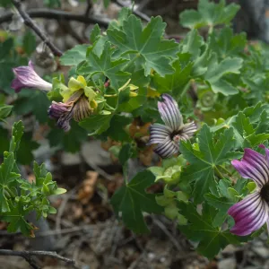 Lavatera venosa, North side, West San Benito Island