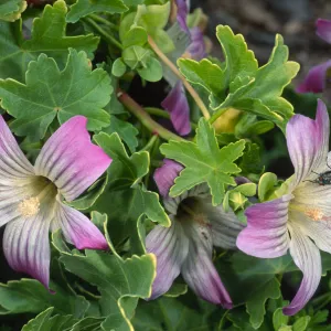 Lavatera venosa, North side, West San Benito Island