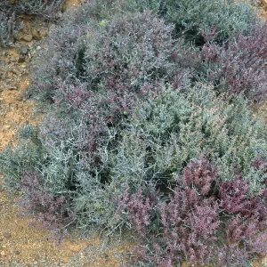 Frankenia palmeri, North side, West San Benito Island