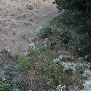 Berberis population, Steve Junak & Jim McCrory, Hazard Canyon, Santa Cruz Island