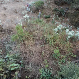 Berberis population, Steve Junak & Jim McCrory, Hazard Canyon, Santa Cruz Island
