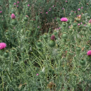 Cirsium vulgare, Seal Beach, Orange County