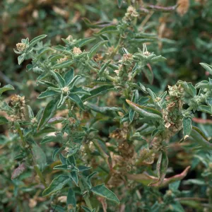 Atriplex suberecta, Seal Beach, Orange County