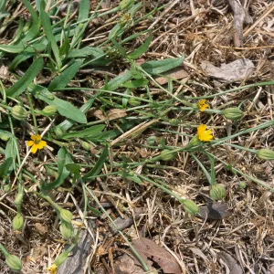 Hedypnois cretica, Seal Beach, Orange County