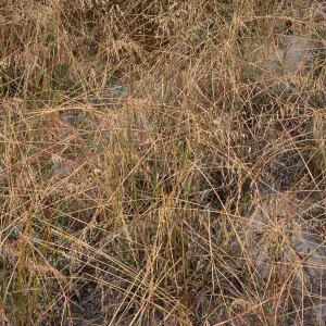 Ehrharta calycina, West Cove, Santa Cruz Island
