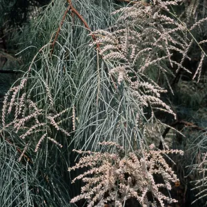 Tamarix aphylla, El Centro, Imperial County