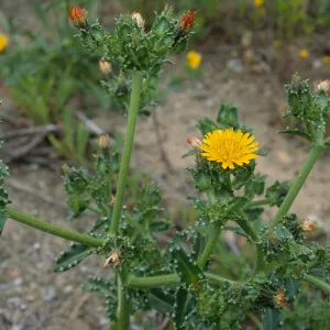 Hypericum, Pont Loma, San Diego County
