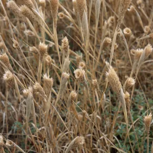 Phalaris paradoxa, North end, Santa Cruz Island