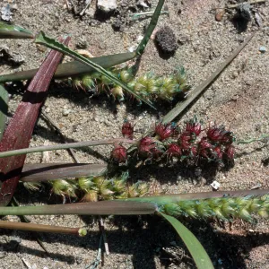 Cenchrus, North Island, San Diego County