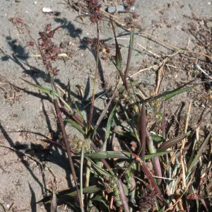 Cenchrus, North Island, San Diego County