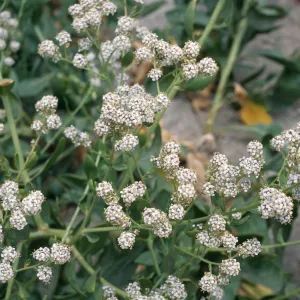 Lepidium latifolium, Seal Beach, Orange County