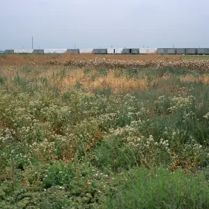 Lepidium latifolium, Seal Beach, Orange County