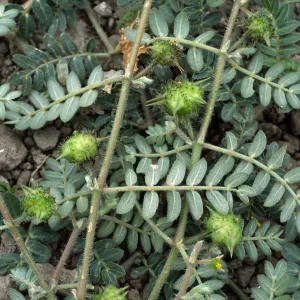Tribulus, Seal Beach, Orange County