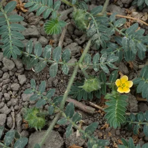 Tribulus, Seal Beach, Orange County