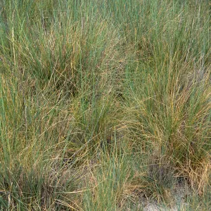 Elytrigia, Seal Beach, Orange County