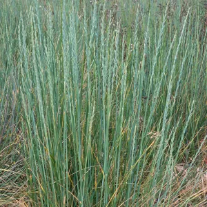 Elytrigia, Seal Beach, Orange County