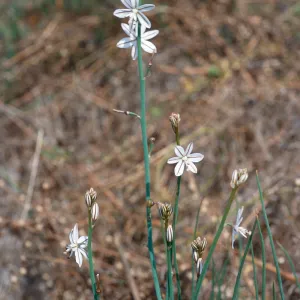 Asphodelus fistulosus, Clif Drive, Santa Barbara