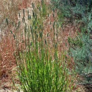 Phalaris, Gaviota, Santa Barbara County