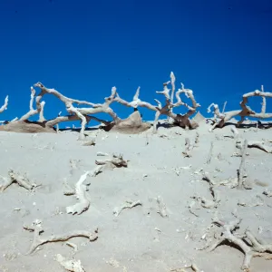 Tree casts, San Nicolas Island