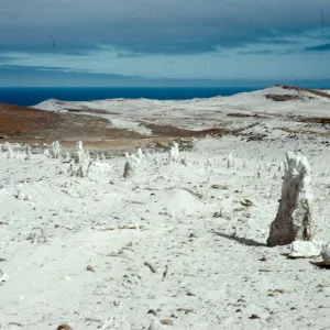 Fossil root casts, east of Green Mountain, San Miguel Island