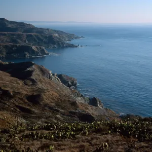 Prickly Pear (Opuntia oricola), in background, looking towards Little Harbor, Santa Catalina Island