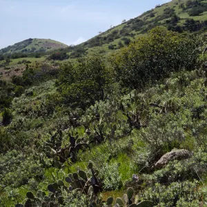 Cape Canyon, Santa Catalina Island