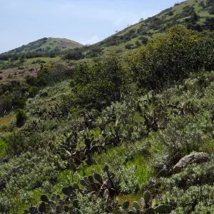 Cape Canyon, Santa Catalina Island