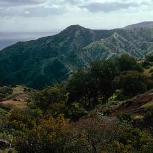 North side, above Whites Landing, Chaparral vegetation, Santa Catalina Island