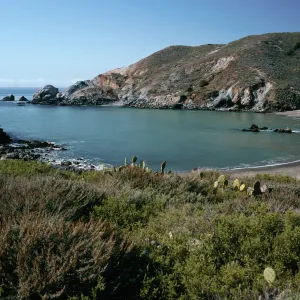 Little Harbor, Coastal Sage Scrub in foreground, Santa Catalina Island
