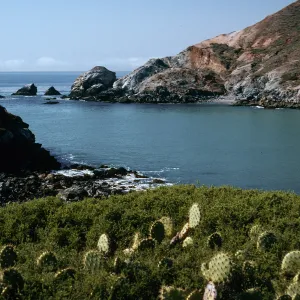 Little Harbor, Opuntia oricola in foreground, Santa Catalina Island