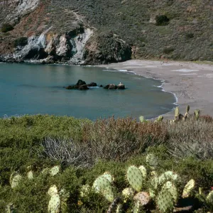 Little Harbor, Opuntia oricola in foreground, Santa Catalina Island