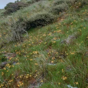 Bloomeria crocea, East side of Catalina Harbor, Santa Catalina Island