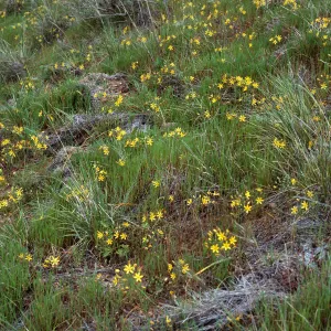 Bloomeria, East side of Catalina Harbor,Santa Catalina Island