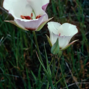 Calochortus catalinae, Santa Catalina Island