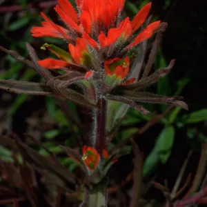 Castilleja affinis, Cape Canyon, Santa Catalina Island