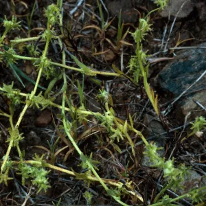 Harpagonella palmeri,Santa Catalina Island