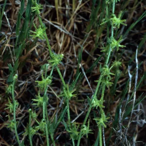 Harpagonella palmeri,Santa Catalina Island