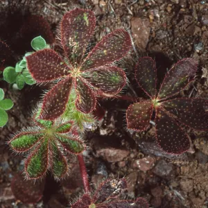 Lupinus hirsutissimus, Cape Canyon, Santa Catalina Island