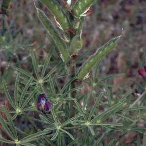 Lupinus truncatus, Santa Catalina Island