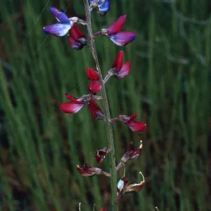 Lupinus truncatus, Santa Catalina Island