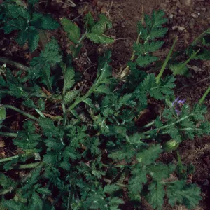 Erodium cicutarium, Avalon Canyon, Santa Catalina Island