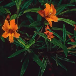 Mimulus, Hermit Gulch Trail, Santa Catalina Island