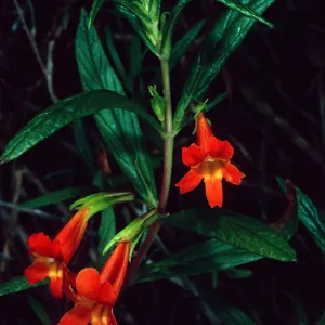Mimulus, Hermit Gulch Trail, Avalon Canyon, Santa Catalina Island
